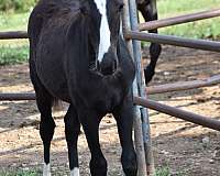 foal-pony
