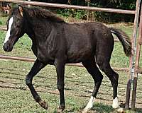 riding-pony