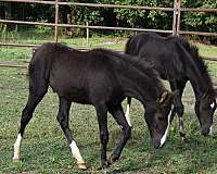 driving-pony