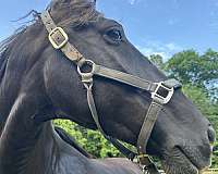 dressage-dutch-warmblood-horse