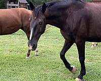 english-pleasure-dutch-warmblood-horse