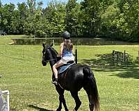 jumper-dutch-warmblood-horse