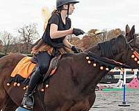 bay-star-horse