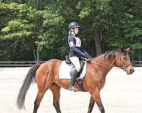 all-around-thoroughbred-horse