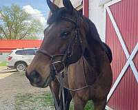 star-horse