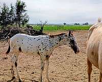 character-appaloosa-horse