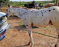 lucky-appaloosa-horse