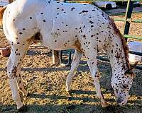 red-dun-leopard-horse