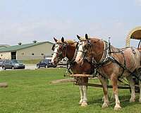 white-strip-legs-horse