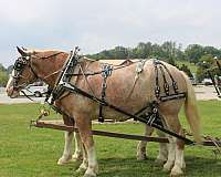 all-around-draft-horse