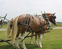 beginner-draft-horse