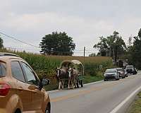 draft-horse
