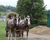 driving-draft-horse