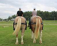 experienced-draft-horse