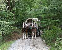 finished-draft-horse