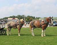 harness-draft-horse