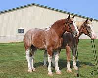 husband-safe-draft-horse