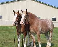 kid-safe-draft-horse