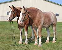 lesson-draft-horse
