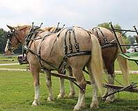 parade-draft-horse