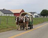 playday-draft-horse