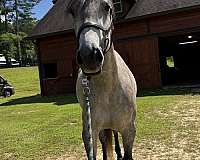 azteca-mare-lusitano-horse