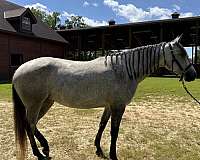 basics-lusitano-horse