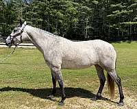broodmare-prospect-lusitano-horse