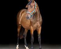 grey-ancce-yearling