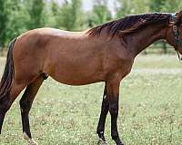 ancce-yearling