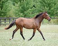 all-around-andalusian-horse