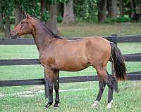 dressage-andalusian-horse