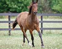 equitation-andalusian-horse