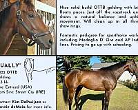thoroughbred-gelding