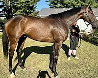 thoroughbred-horse-for-sale
