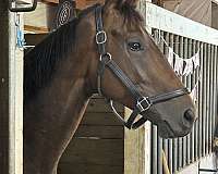 thoroughbred-horse