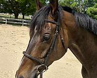 thoroughbred-gelding