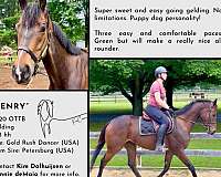 thoroughbred-horse-for-sale
