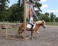 all-around-haflinger-horse