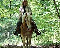 athletic-haflinger-horse