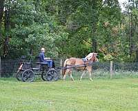 beginner-haflinger-horse