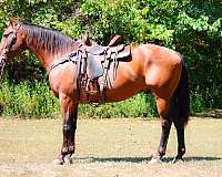 all-around-quarter-horse