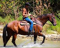 athletic-quarter-horse