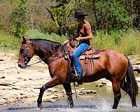 beginner-quarter-horse