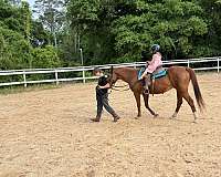 pony