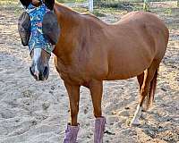 pony-for-sale