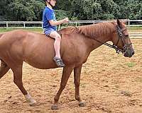 pony-mare