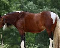 tobiano-classical-horse