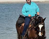 tobiano-fei-horse