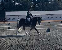 all-around-gypsy-vanner-horse